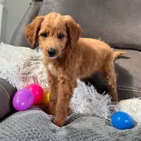 Lucy (Micro Mini), a female Miniature Goldendoodle for sale in Bluffton, IN – Photo 2 of 4