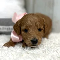 Lucy (Micro Mini), a female Miniature Goldendoodle for sale in Bluffton, IN – Photo 4 of 4