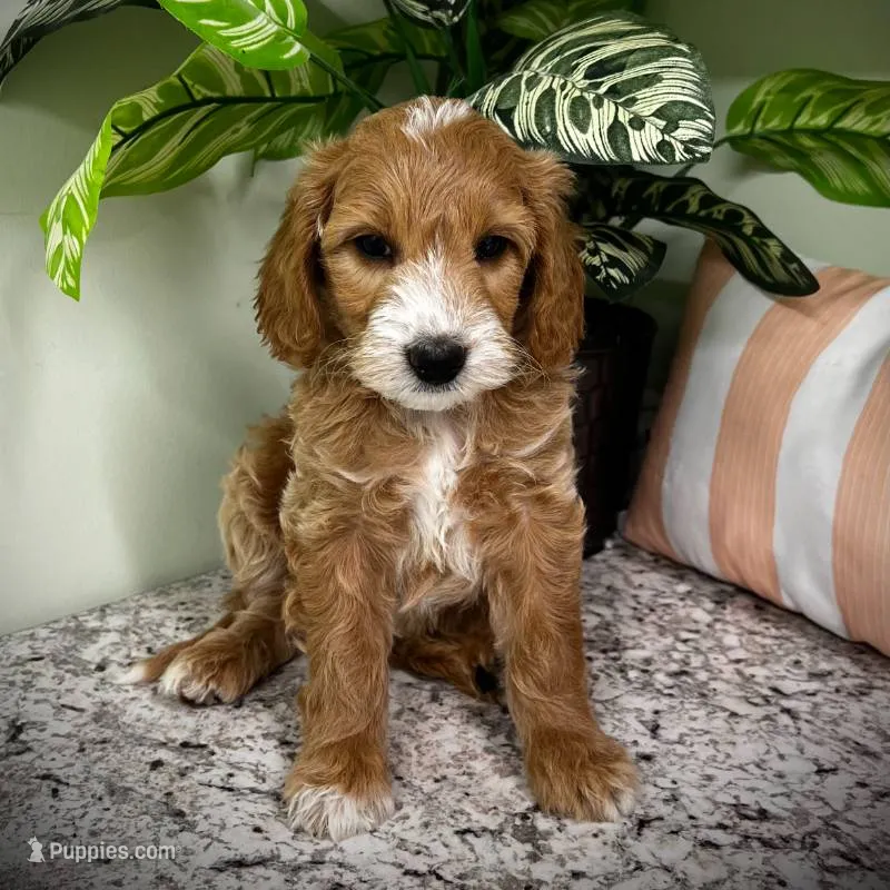 Tango (Miniature Girl)