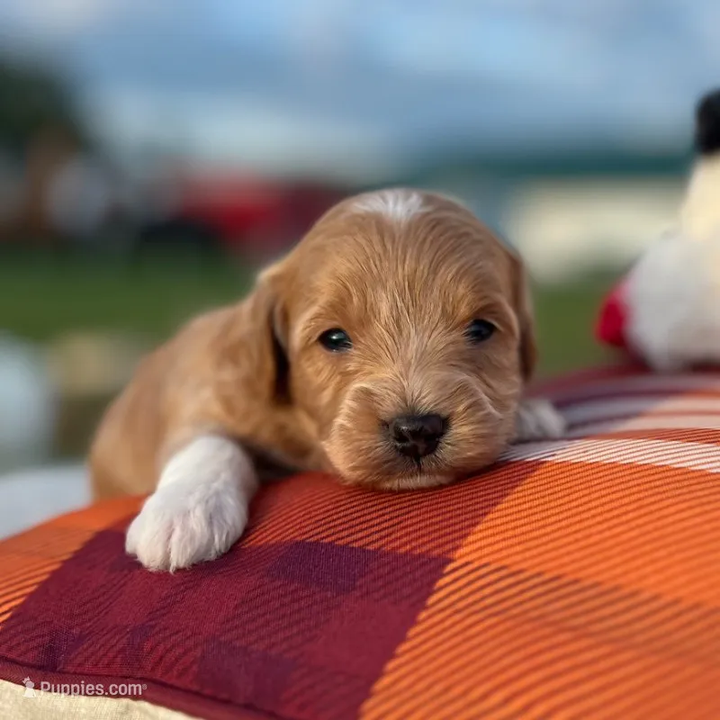 Toto (Micro Mini Boy) – Miniature Goldendoodle puppy for sale in Bluffton, IN