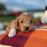 Toto (Micro Mini Boy), a male Miniature Goldendoodle for sale in Bluffton, IN – 1 of 4