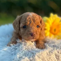 Docia (Micro Mini Girl), a female Miniature Goldendoodle for sale in Bluffton, IN – 2 of 4