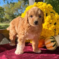Toto (Micro Mini Boy), a male Miniature Goldendoodle for sale in Bluffton, IN – 2 of 5