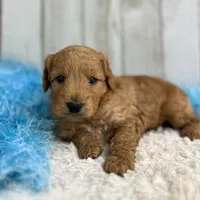 Sully (Micro Mini), a male Miniature Goldendoodle for sale in Bluffton, IN – Photo 2 of 4