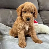 Sully (Micro Mini), a male Miniature Goldendoodle for sale in Bluffton, IN – Photo 2 of 4