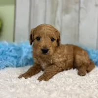 Sully (Micro Mini), a male Miniature Goldendoodle for sale in Bluffton, IN – Photo 3 of 4