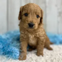 Sully (Micro Mini), a male Miniature Goldendoodle for sale in Bluffton, IN – Photo 1 of 4