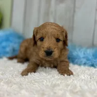 Sully (Micro Mini), a male Miniature Goldendoodle for sale in Bluffton, IN – Photo 4 of 4