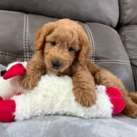 Sully (Micro Mini), a male Miniature Goldendoodle for sale in Bluffton, IN – Photo 1 of 4