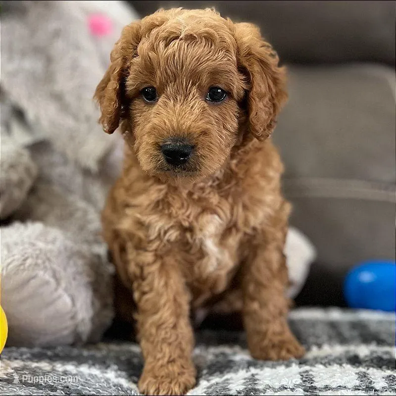Sully (Micro Mini) – Miniature Goldendoodle puppy for sale in Bluffton, IN