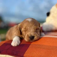 Toto (Micro Mini Boy), a male Miniature Goldendoodle for sale in Bluffton, IN – 4 of 4