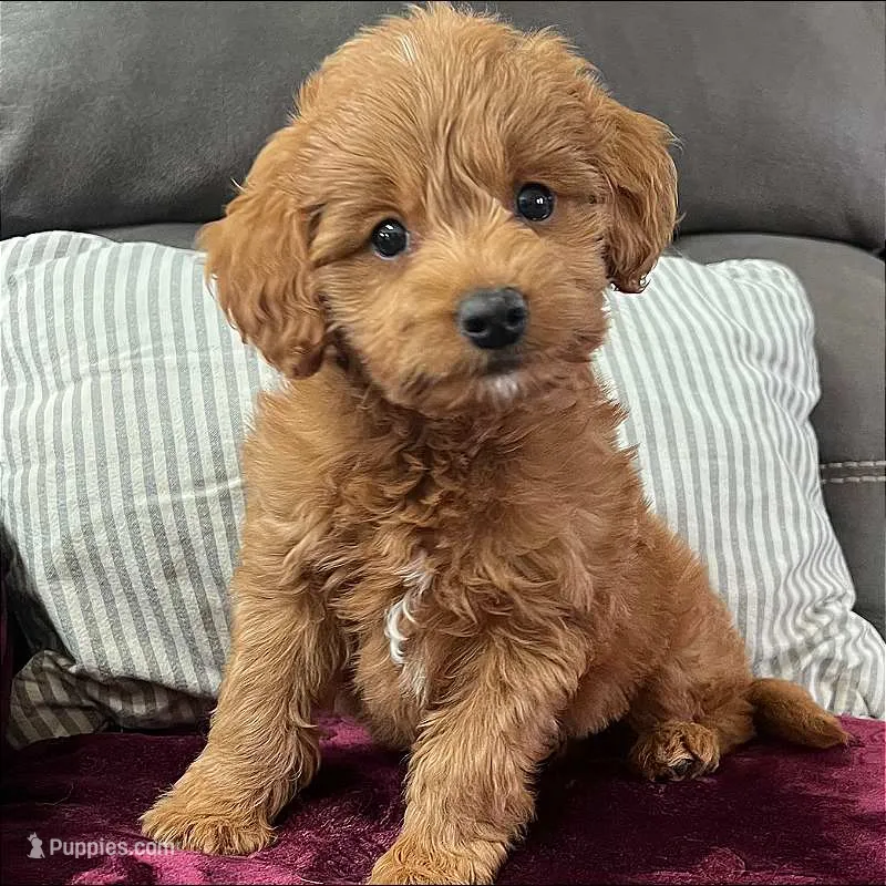 Loki (Micro MiniBoy) – Miniature Goldendoodle puppy for sale in Bluffton, IN