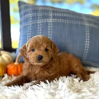 Tobi(Micro Mini Boy), a male Miniature Goldendoodle for sale in Bluffton, IN – 2 of 4