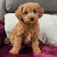 Loki (Micro MiniBoy), a male Miniature Goldendoodle for sale in Bluffton, IN – 3 of 4