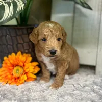 Ozzy (Micro Mini), a male Miniature Goldendoodle for sale in Bluffton, IN – Photo 4 of 4