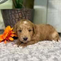 Ozzy (Micro Mini), a male Miniature Goldendoodle for sale in Bluffton, IN – Photo 2 of 4