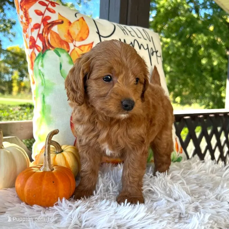 Loki (Micro MiniBoy) – Miniature Goldendoodle puppy for sale in Bluffton, IN