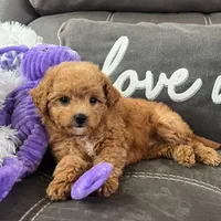 Nova (Micro Mini Girl), a female Miniature Goldendoodle for sale in Bluffton, IN – 4 of 4