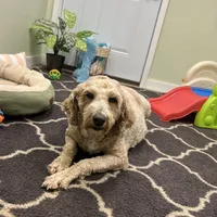 Roxy, a female Goldendoodle for sale in Bluffton, IN – Photo 4 of 4