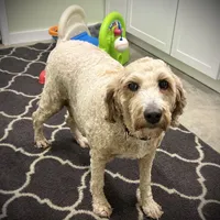 Roxy, a female Goldendoodle for sale in Bluffton, IN – Photo 3 of 4