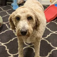 Roxy, a female Goldendoodle for sale in Bluffton, IN – Photo 1 of 4