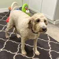 Roxy, a female Goldendoodle for sale in Bluffton, IN – Photo 2 of 4
