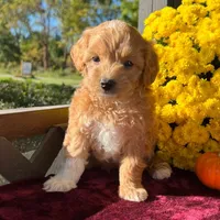 Toto (Micro Mini Boy), a male Miniature Goldendoodle for sale in Bluffton, IN – 3 of 5