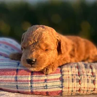 Nova (Micro Mini Girl), a female Miniature Goldendoodle for sale in Bluffton, IN – 3 of 3