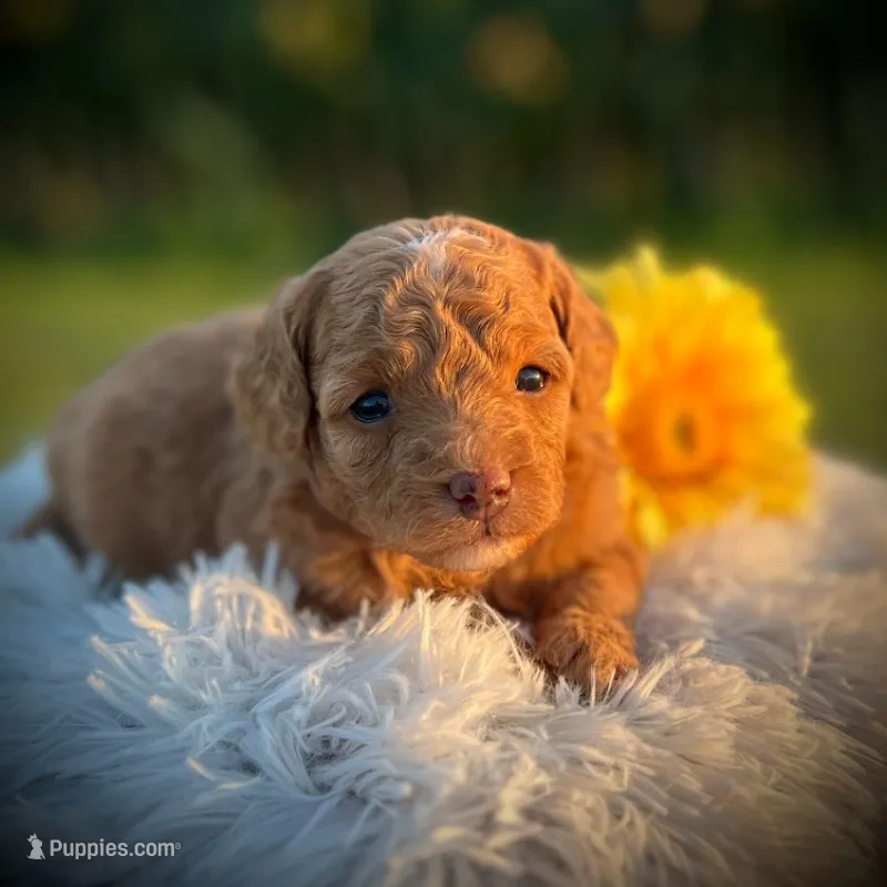 Docia (Micro Mini Girl) – Miniature Goldendoodle puppy for sale in Bluffton, IN