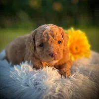 Docia (Micro Mini Girl), a female Miniature Goldendoodle for sale in Bluffton, IN – 1 of 4