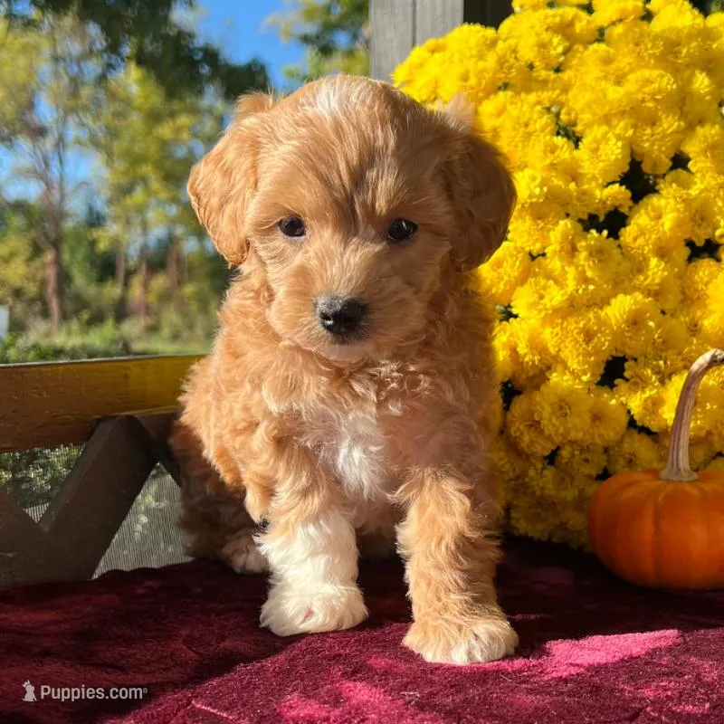 Toto (Micro Mini Boy) – Miniature Goldendoodle puppy for sale in Bluffton, IN