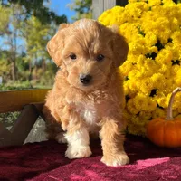 Toto (Micro Mini Boy), a male Miniature Goldendoodle for sale in Bluffton, IN – 1 of 5
