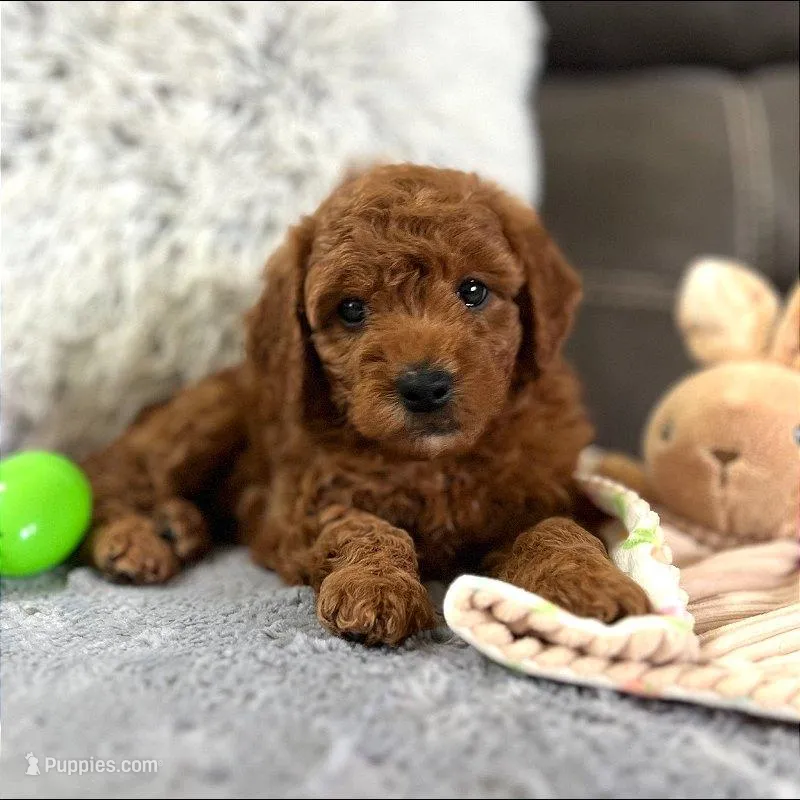 Bentley (Micro Mini) – Miniature Goldendoodle puppy for sale in Bluffton, IN