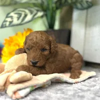 Bentley (Micro Mini), a male Miniature Goldendoodle for sale in Bluffton, IN – Photo 3 of 3