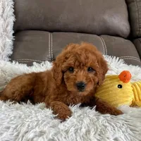 Bentley (Micro Mini), a male Miniature Goldendoodle for sale in Bluffton, IN – Photo 2 of 3