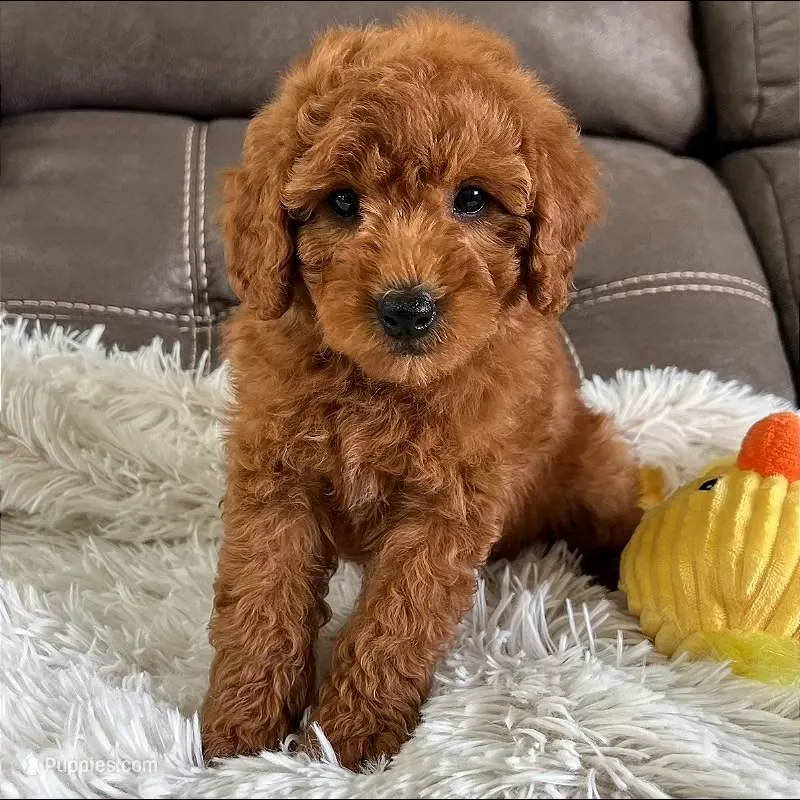 Bentley (Micro Mini) – Miniature Goldendoodle puppy for sale in Bluffton, IN