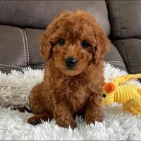 Bentley (Micro Mini), a male Miniature Goldendoodle for sale in Bluffton, IN – Photo 3 of 3