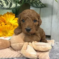 Bentley (Micro Mini), a male Miniature Goldendoodle for sale in Bluffton, IN – Photo 1 of 3