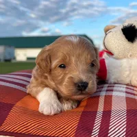 Toto (Micro Mini Boy), a male Miniature Goldendoodle for sale in Bluffton, IN – 3 of 4