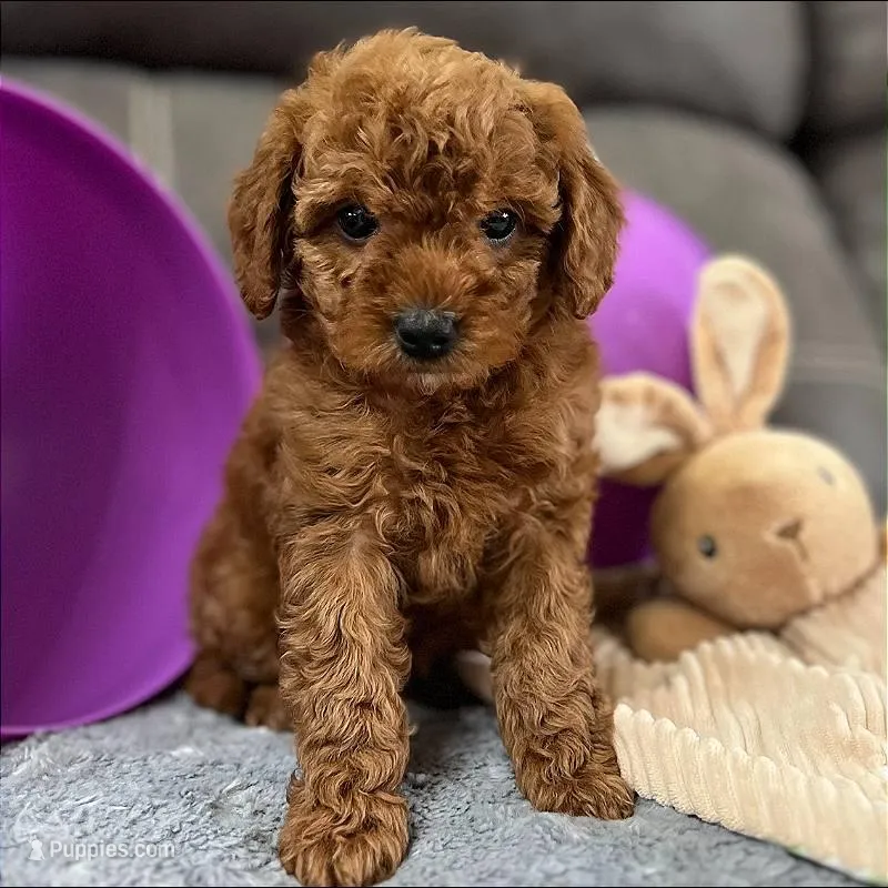 Murphey (Micro Mini Boy) – Miniature Goldendoodle puppy for sale in Bluffton, IN
