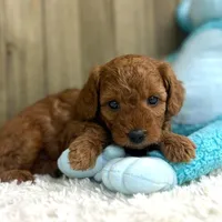 Murphey (Micro Mini Boy), a male Miniature Goldendoodle for sale in Bluffton, IN – Photo 2 of 4