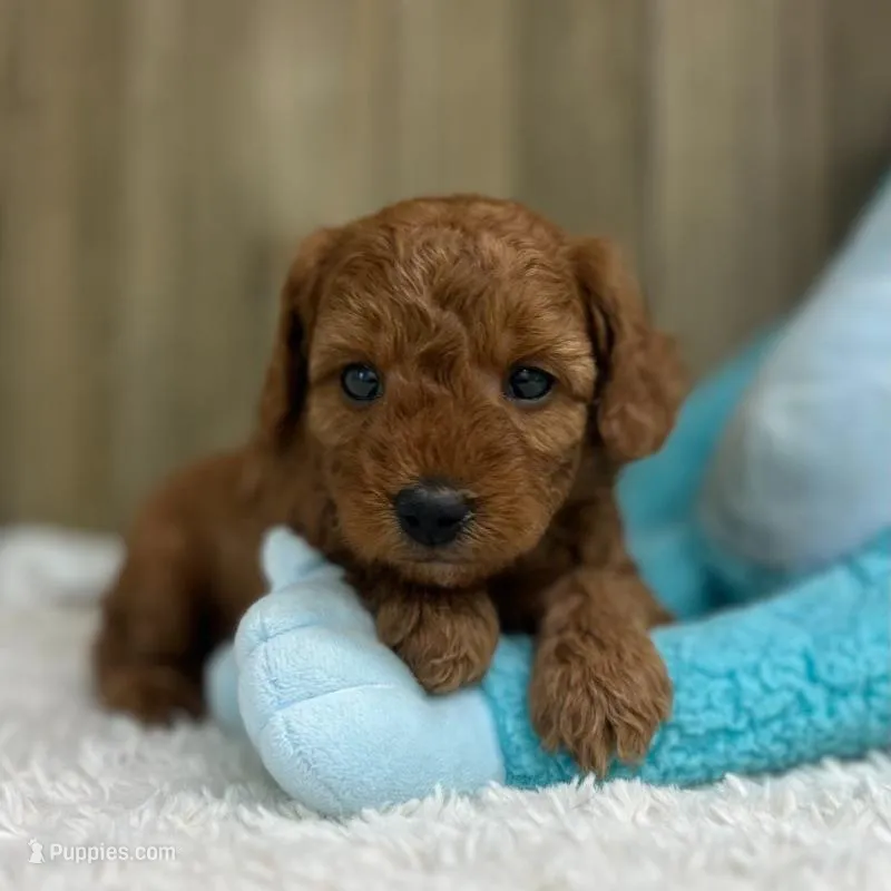 Murphey (Micro Mini Boy), a male Miniature Goldendoodle for sale in Bluffton, IN – Photo 1 of 4