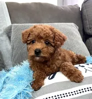 Murphey (Micro Mini Boy), a male Miniature Goldendoodle for sale in Bluffton, IN – Photo 5 of 5