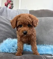 Murphey (Micro Mini Boy), a male Miniature Goldendoodle for sale in Bluffton, IN – Photo 4 of 5