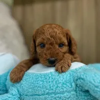 Murphey (Micro Mini Boy), a male Miniature Goldendoodle for sale in Bluffton, IN – Photo 4 of 4