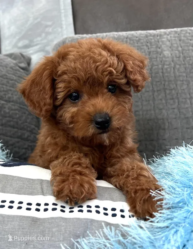 Murphey (Micro Mini Boy) – Miniature Goldendoodle puppy for sale in Bluffton, IN