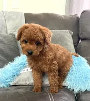 Murphey (Micro Mini Boy), a male Miniature Goldendoodle for sale in Bluffton, IN – Photo 3 of 5