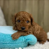 Murphey (Micro Mini Boy), a male Miniature Goldendoodle for sale in Bluffton, IN – Photo 3 of 4