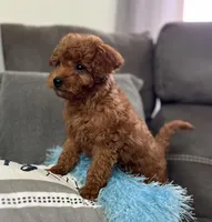 Murphey (Micro Mini Boy), a male Miniature Goldendoodle for sale in Bluffton, IN – Photo 2 of 5