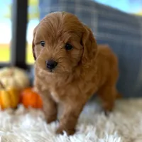 Tobi(Micro Mini Boy), a male Miniature Goldendoodle for sale in Bluffton, IN – 3 of 4